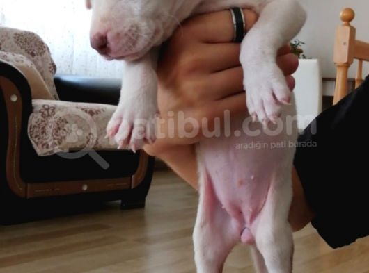 Pitbul 2 Aylık görsel