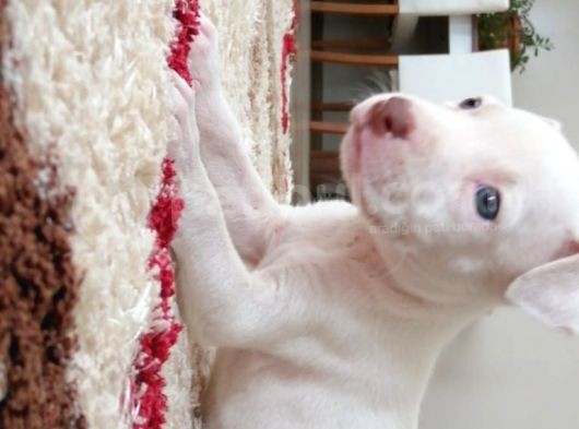 Pitbul 2 Aylık görsel
