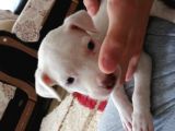 Pitbul 2 Aylık