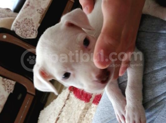 Pitbul 2 Aylık görsel