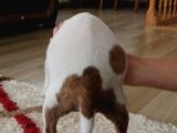 Pitbul 2 aylık
