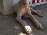 Dogo Arjanti̇no( Pehlivan)