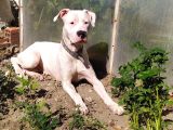 DOGO Arjantino (Mia)