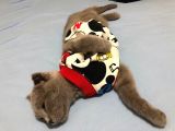 Orjinal Irk Scottish Fold 5 Aylık Kedi
