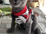 Orjinal Irk Scottish Fold 5 Aylık Kedi