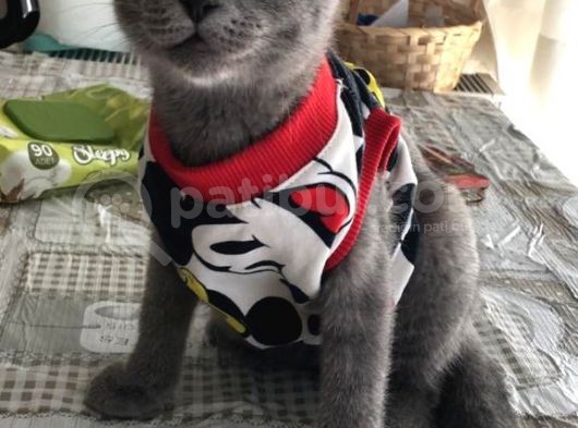 Orjinal Irk Scottish Fold 5 Aylık Kedi görsel