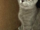 Orjinal Irk Scottish Fold 5 Aylık Kedi