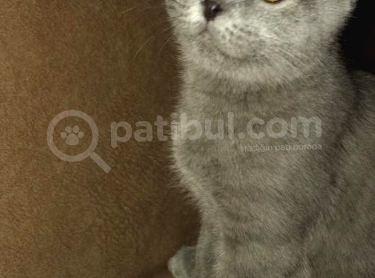 Orjinal Irk Scottish Fold 5 Aylık Kedi görsel