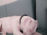 Dogo Arjantino (Mia)