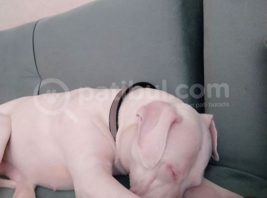 Dogo Arjantino (Mia) görsel