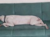 Dogo Arjantino (Mia)