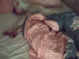 Dogo Arjantino (Mia)
