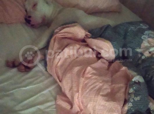 Dogo Arjantino (Mia) görsel