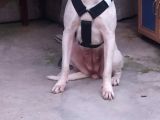 Dogo Arjantino (Mia)