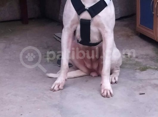 Dogo Arjantino (Mia) görsel