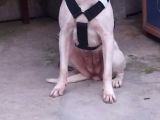 Dogo Arjantino (Mia)