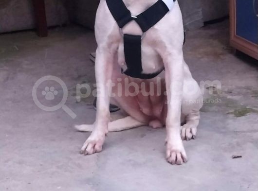 Dogo Arjantino (Mia) görsel
