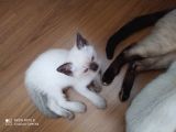 Çok Sevecek Bir Aile Arıyoruz
