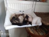 Çok Sevecek Bir Aile Arıyoruz