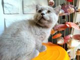 Scottish Fold