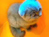 Scottish Fold