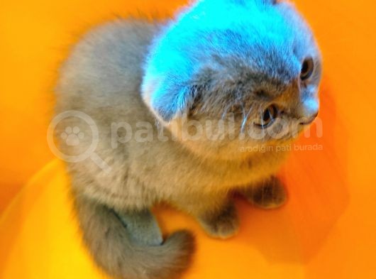 Scottish Fold görsel