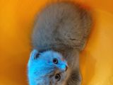 Scottish Fold