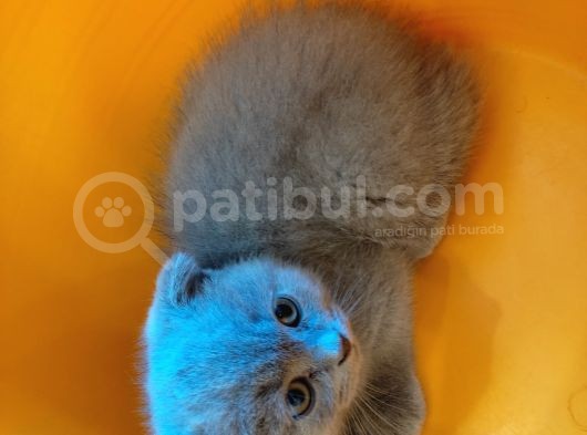 Scottish Fold görsel
