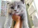 Scottish Fold