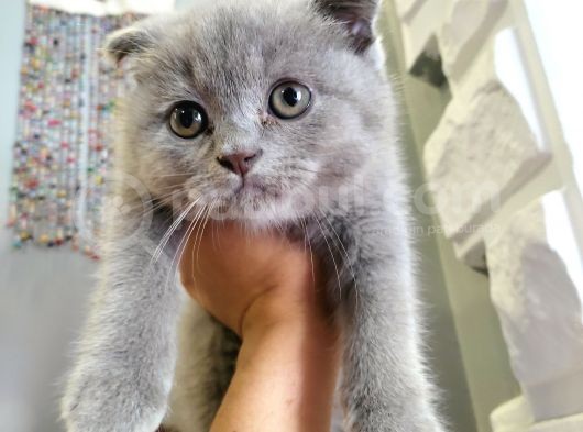 Scottish Fold görsel