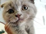 Scottish Fold