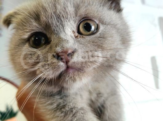 Scottish Fold