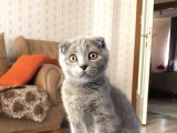 Orjinal ırk Scottish Fold 5 aylık kedi