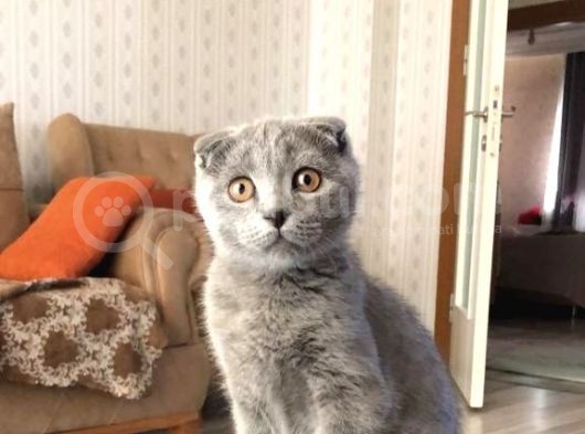 Orjinal Irk Scottish Fold 5 Aylık Kedi