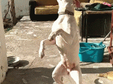Dogo Arjantino (Mia)