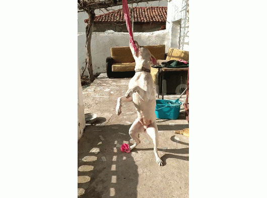 Dogo Arjantino (Mia) görsel