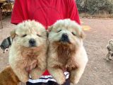 Onayli Üreti̇m Çi̇ftli̇ği̇nden Chow Chow