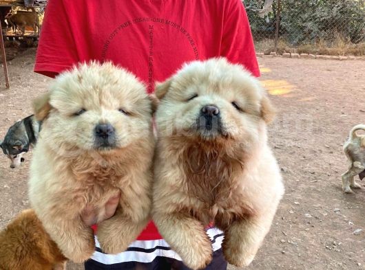 Onayli Üreti̇m Çi̇ftli̇ği̇nden Chow Chow