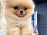 Mükemmel Kalitede Pomeranian Boo Teddy Face