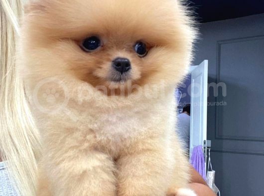 Mükemmel Kalitede Pomeranian Boo Teddy Face