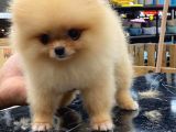 Mükemmel Kalitede Pomeranian Boo Teddy Face