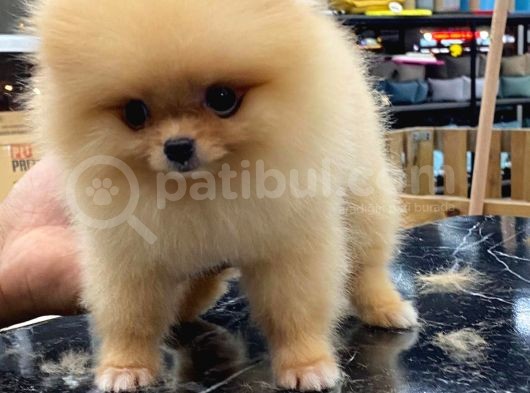 Mükemmel Kalitede Pomeranian Boo Teddy Face görsel