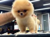 Mükemmel Kalitede Pomeranian Boo Teddy Face