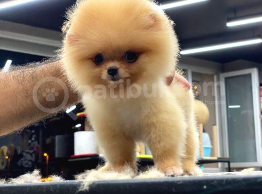 Mükemmel Kalitede Pomeranian Boo Teddy Face görsel