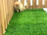 Mükemmel Kalitede Pomeranian Boo Teddy Face