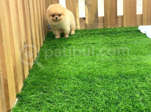 Mükemmel Kalitede Pomeranian Boo Teddy Face görsel