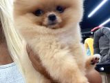 Mükemmel Kalitede Pomeranian Boo Teddy Face
