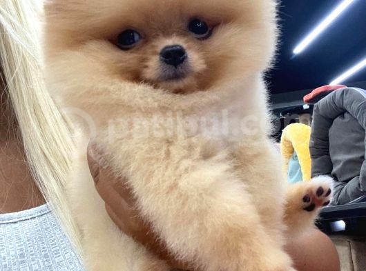 Mükemmel Kalitede Pomeranian Boo Teddy Face görsel