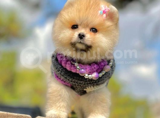 Irk Ve Sağlık Garantili Pomeranian Boo Yavrularımız görsel