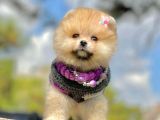 Irk Ve Sağlık Garantili Pomeranian Boo Yavrularımız